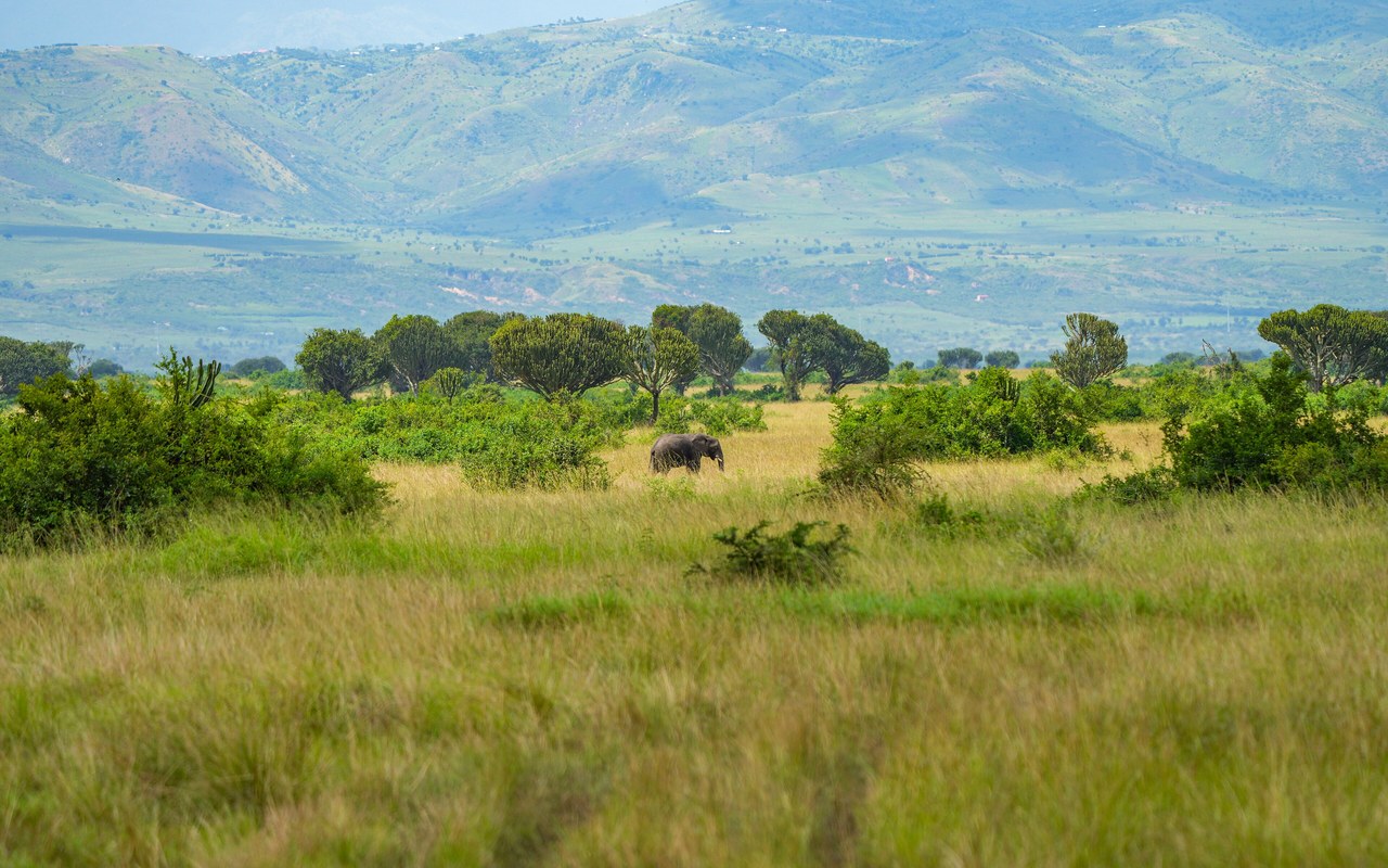 Solitary elephant grazing on the savannah in Queen Elizabeth National Park, Uganda