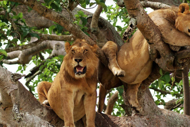 Tree-climbing lions during Queen Elizabeth Safari